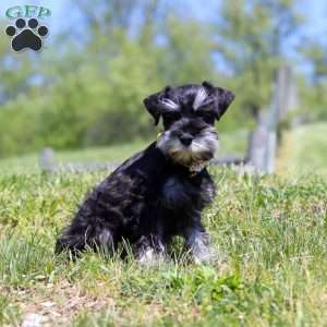 Dylan, Miniature Schnauzer Puppy